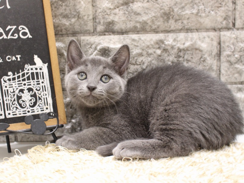 ロシアンブルー26-0251