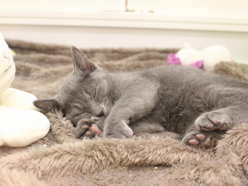 ロシアンブルー26-0251