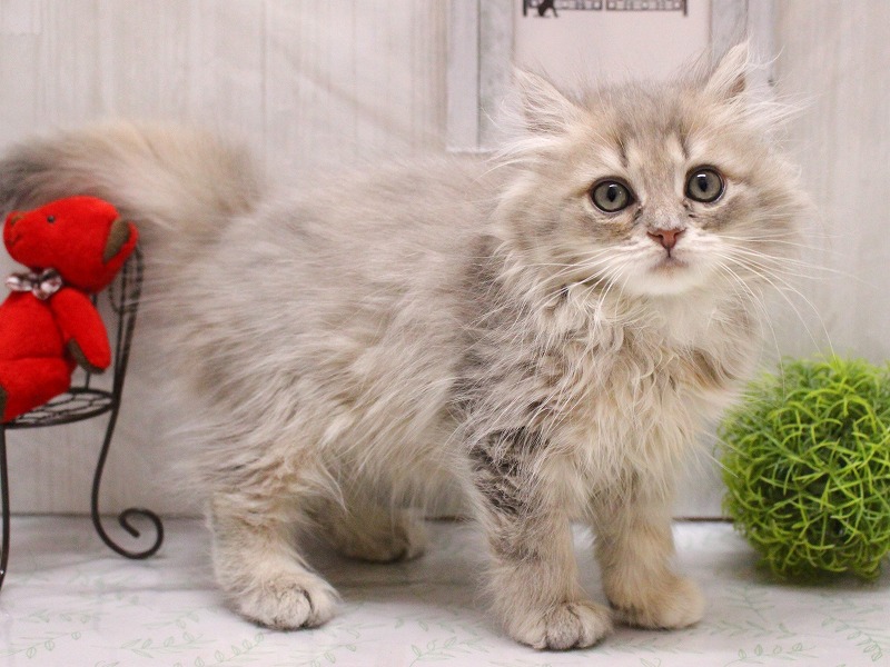 サイベリアン26-0242