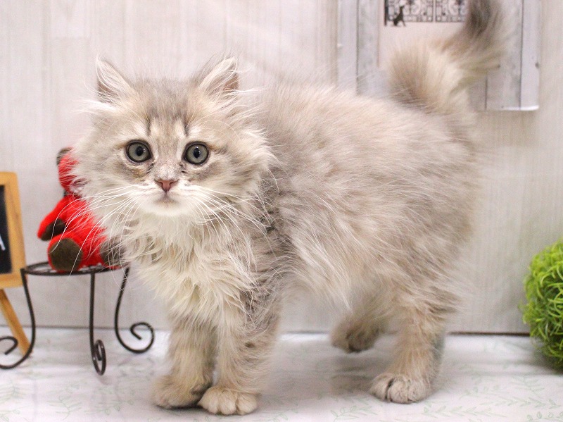 サイベリアン26-0242