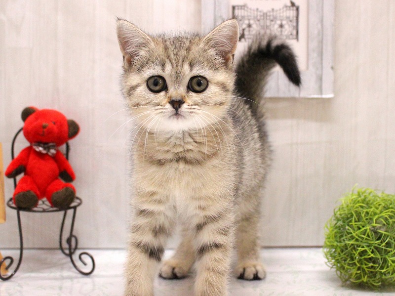 ブリティッシュショートヘアー26-0245