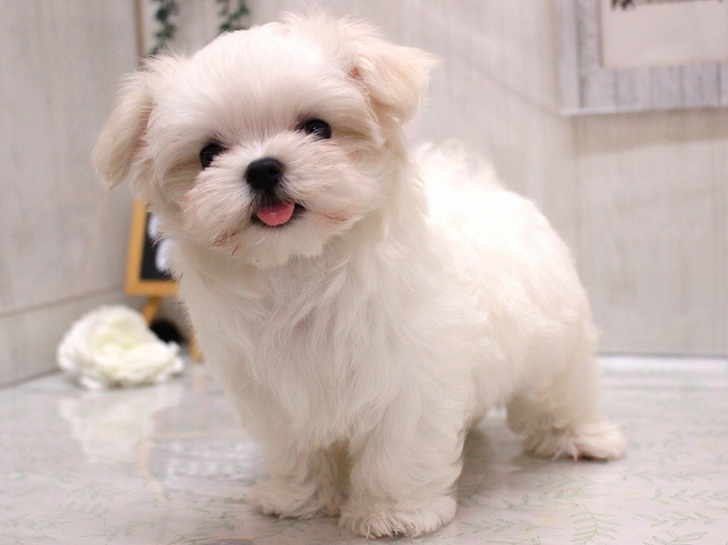 マルチーズ26-0279