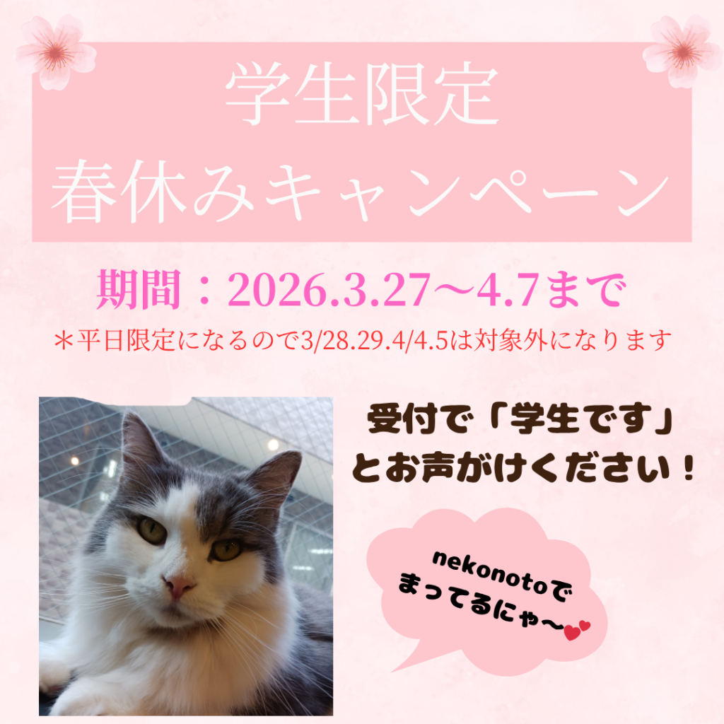 nekonoto春休み学生キャンペーン！
