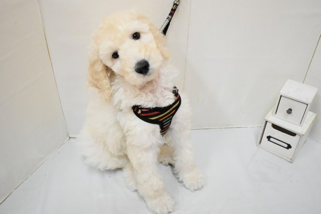 スタンダードプードル26-0261