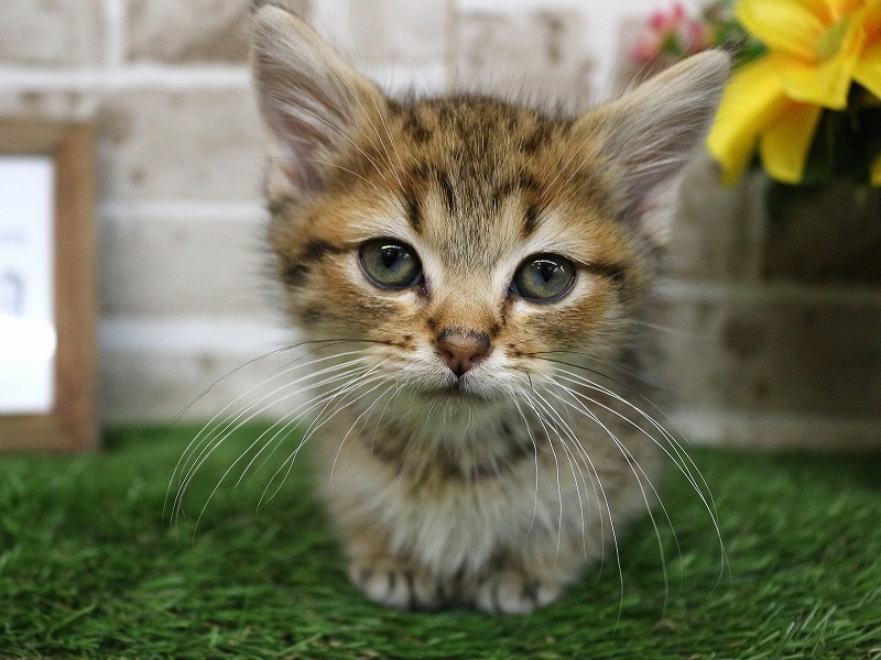 ミヌエット26-0290