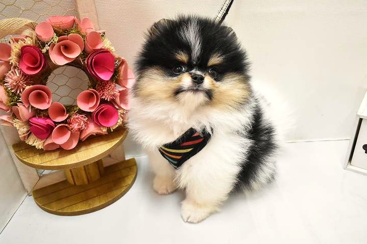 ポメラニアン26-0308