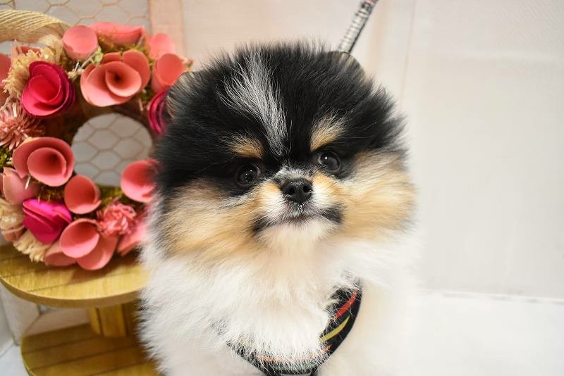 ポメラニアン26-0308