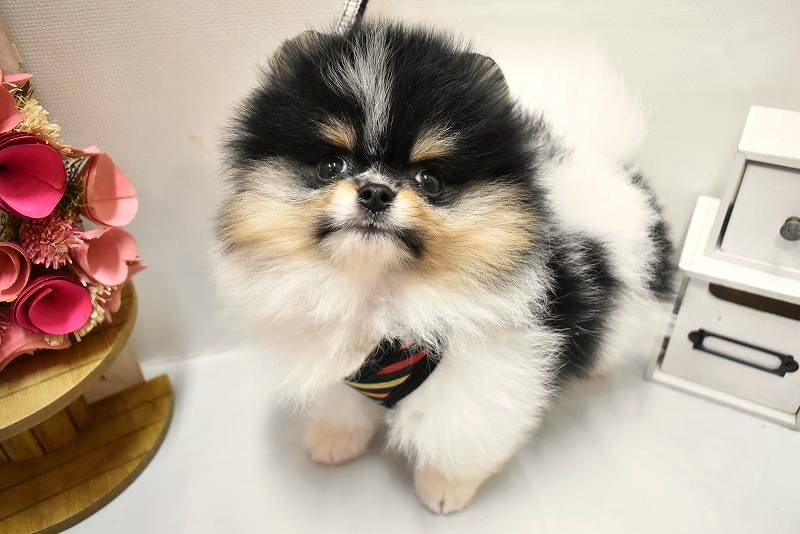 ポメラニアン26-0308