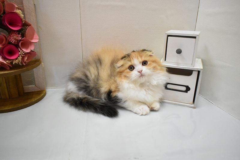 フォールデックス26-0316