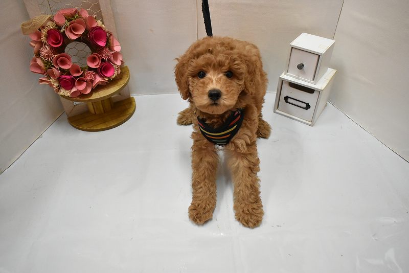 ミディアムプードル26-0334