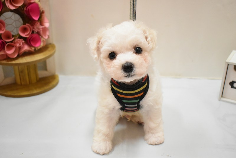 ビションフリーゼ26-0384