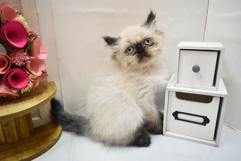 🌻ヒマちゃん🌻