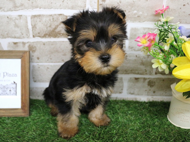 ヨークシャーテリア26-0401