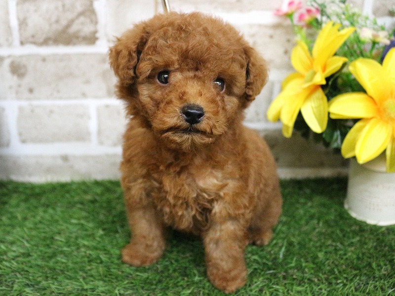 トイプードル26-0402