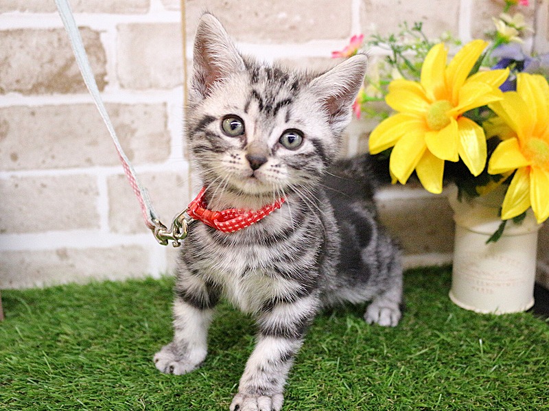 アメリカンショートヘアー26-0406