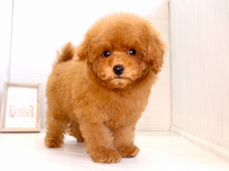 トイプードル26-0298