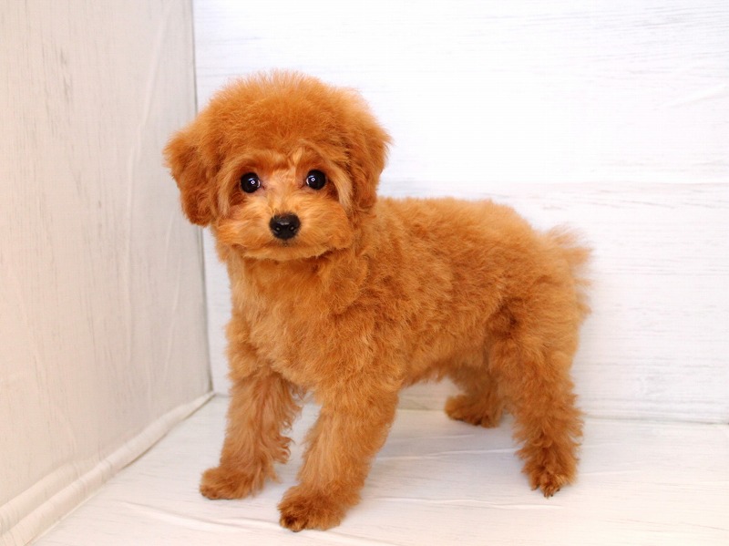 トイプードル26-0114