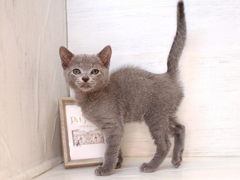 ロシアンブルー26-0292