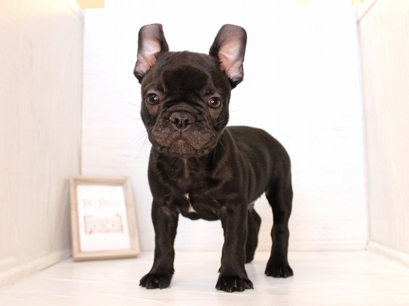 フレンチブルドッグ26-0299