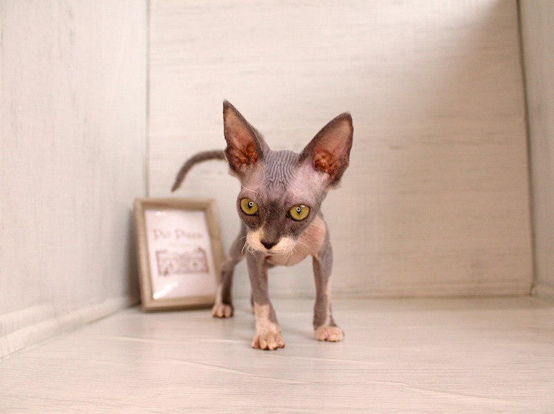 スフィンクス26-0304