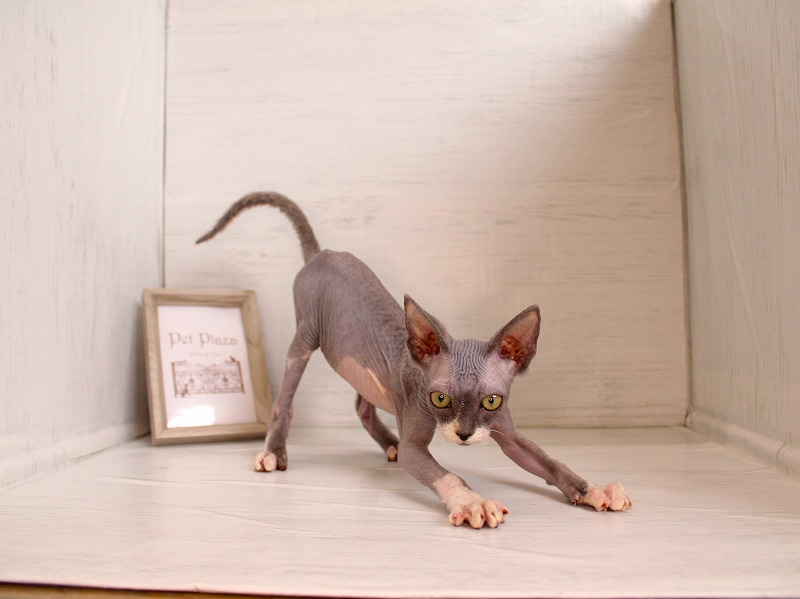 スフィンクス26-0304