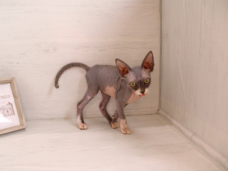 スフィンクス26-0304