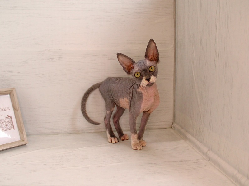 スフィンクス26-0304