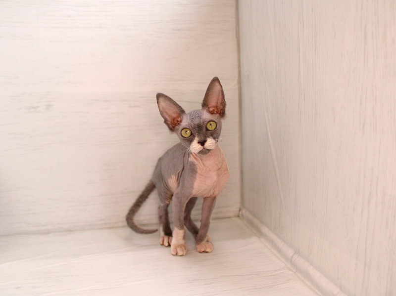 スフィンクス26-0304