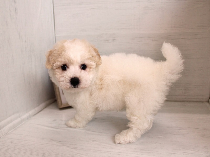 ビションフリーゼ26-0284