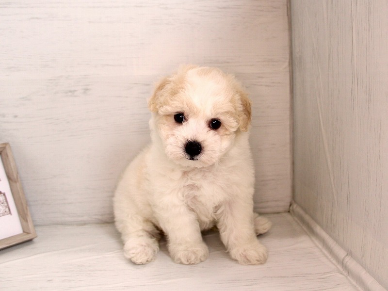 ビションフリーゼ26-0284