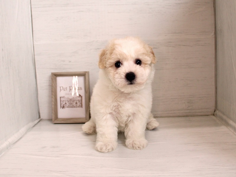 ビションフリーゼ26-0284