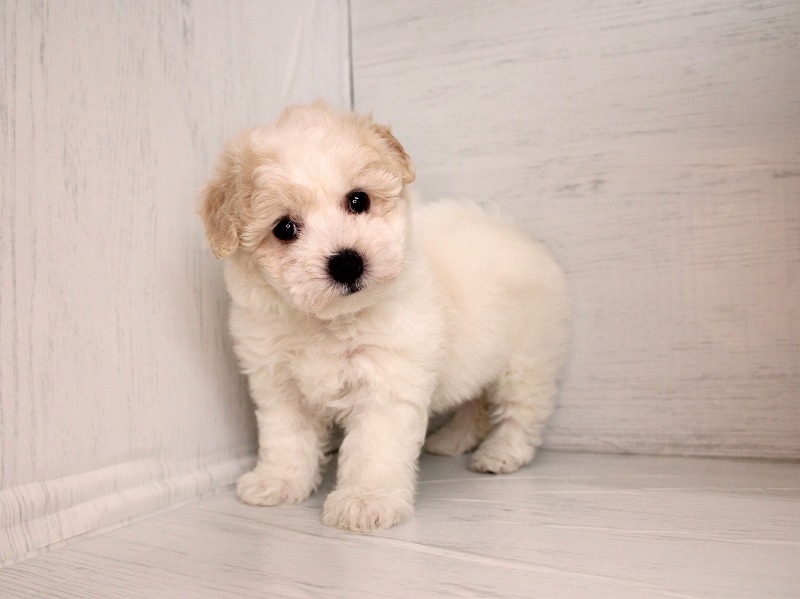 ビションフリーゼ26-0284