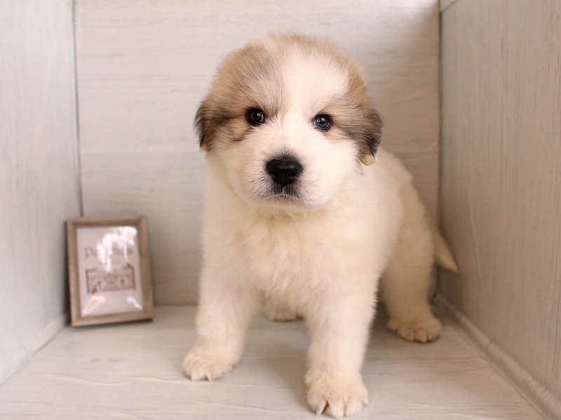 グレートピレニーズ26-0307