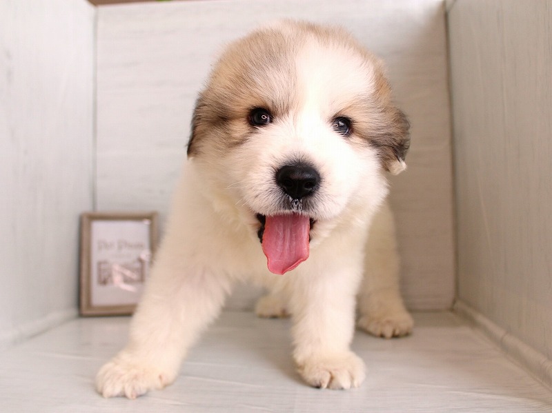 グレートピレニーズ26-0307