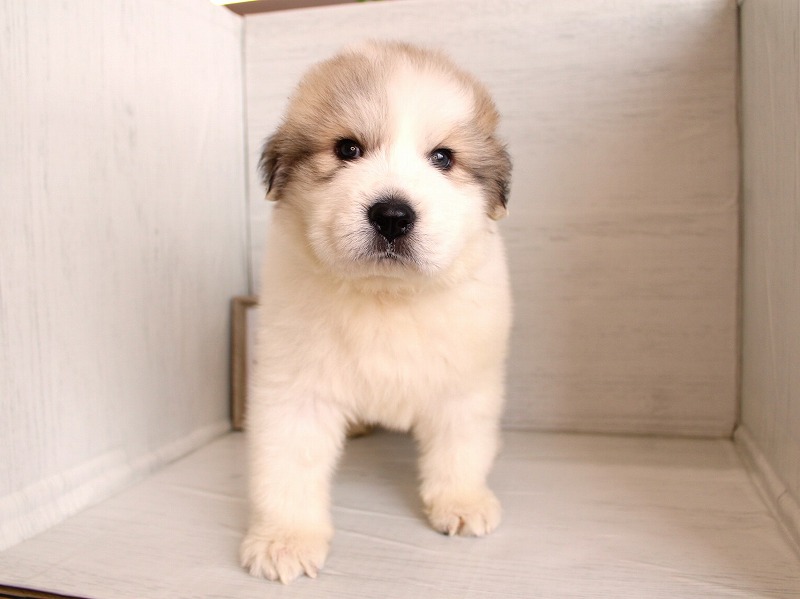 グレートピレニーズ26-0307