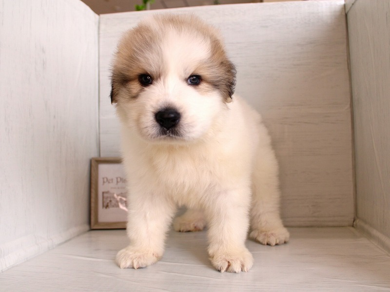 グレートピレニーズ26-0307