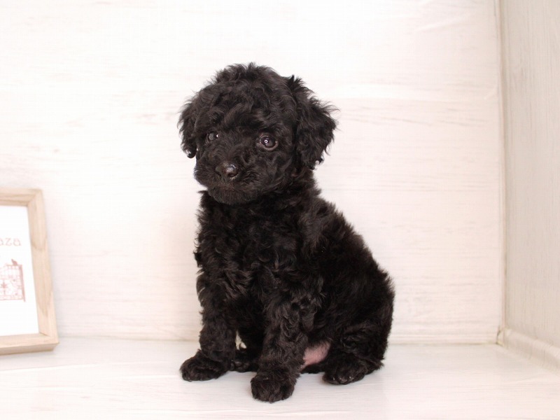 トイプードル26-0310