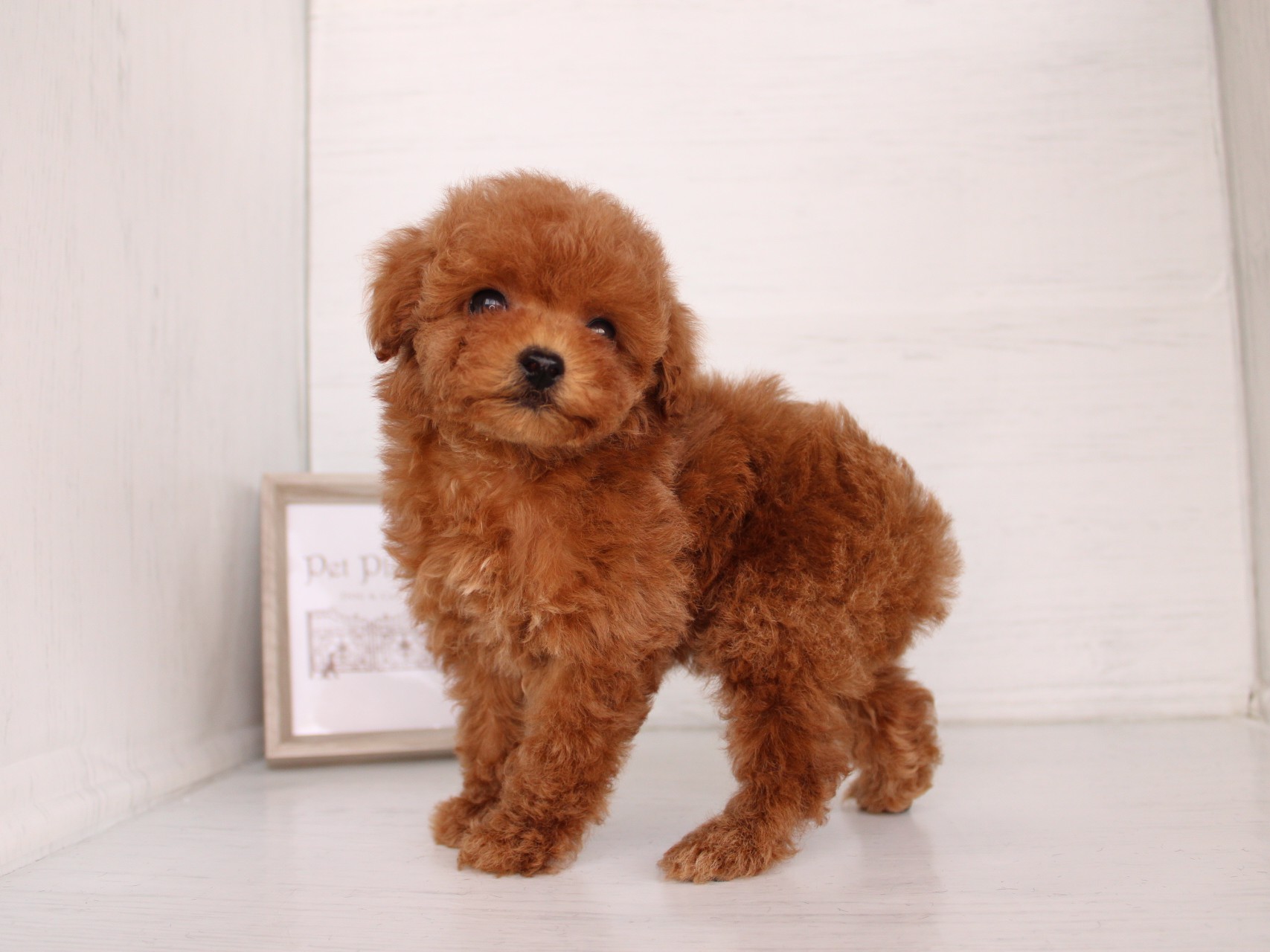 トイプードル26-0315