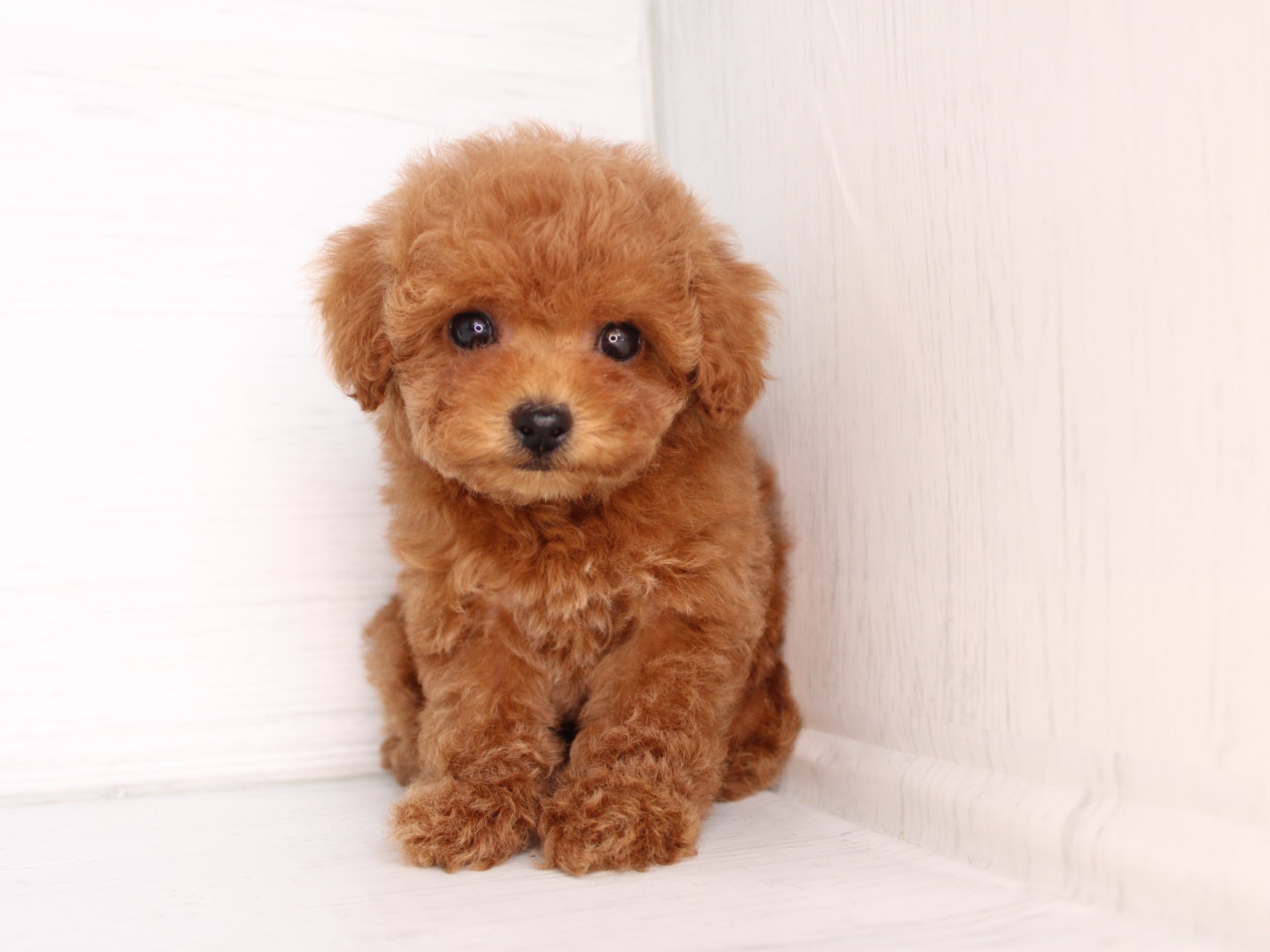 トイプードル26-0315