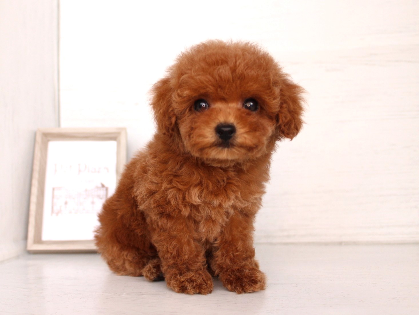 トイプードル26-0315