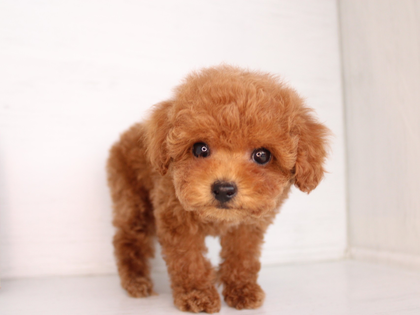 トイプードル26-0315