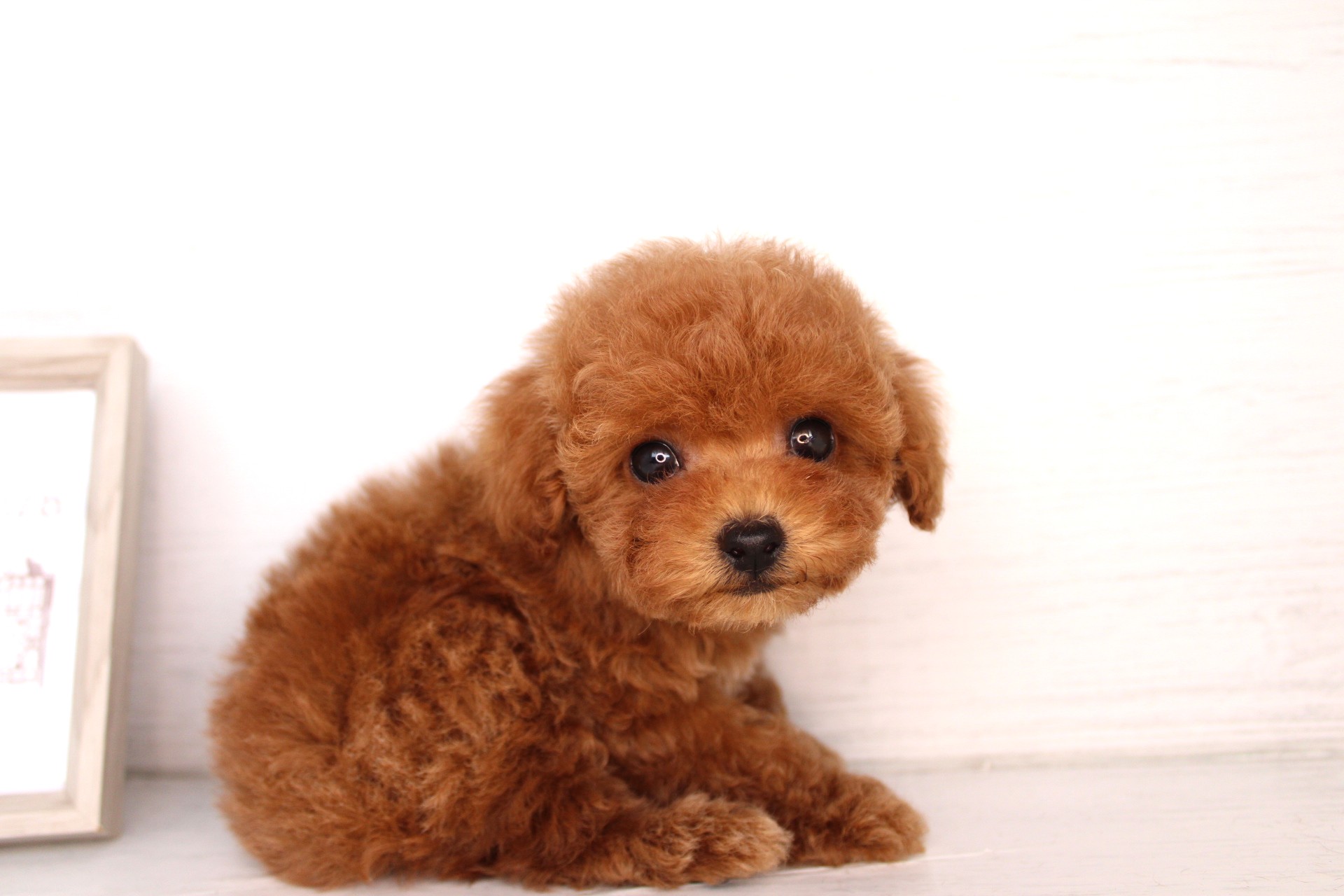 トイプードル26-0315