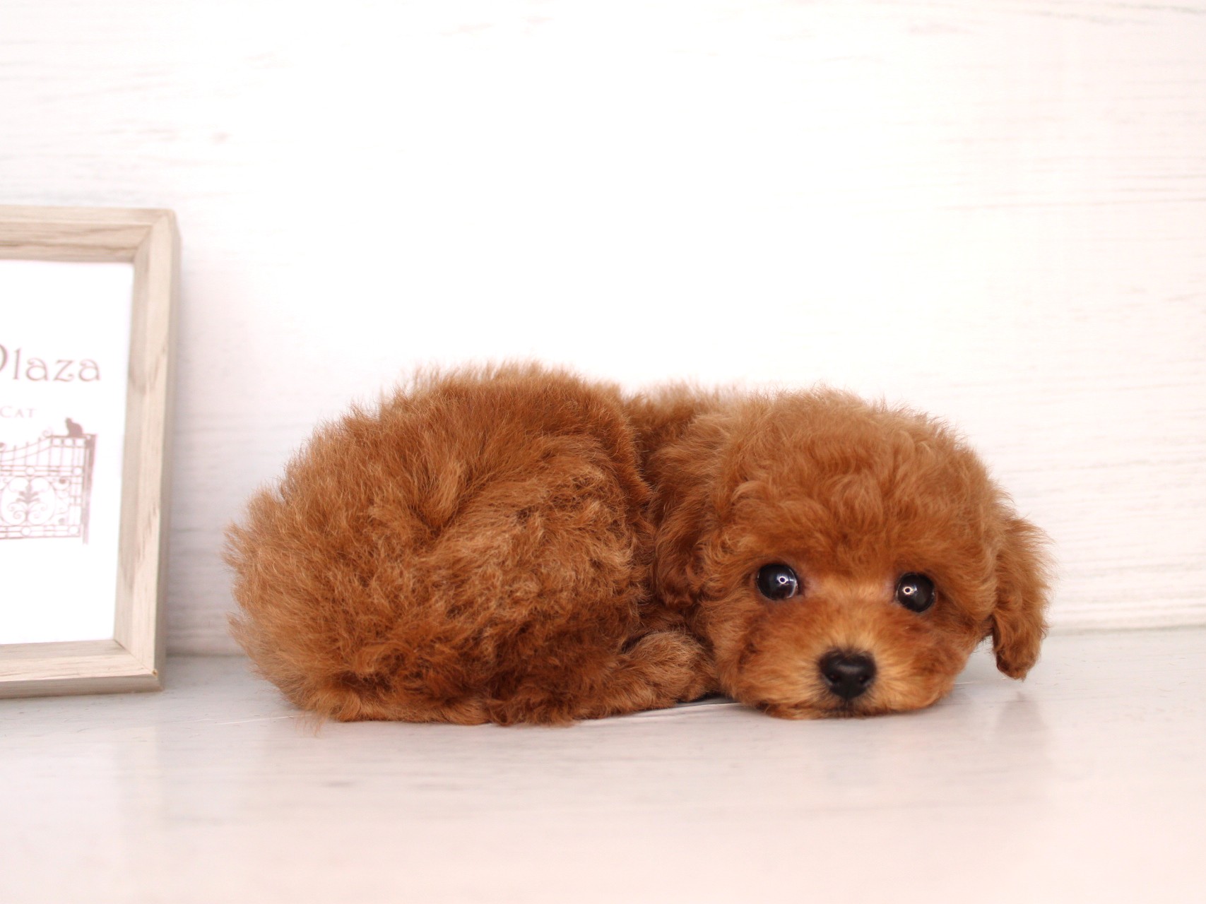 トイプードル26-0315