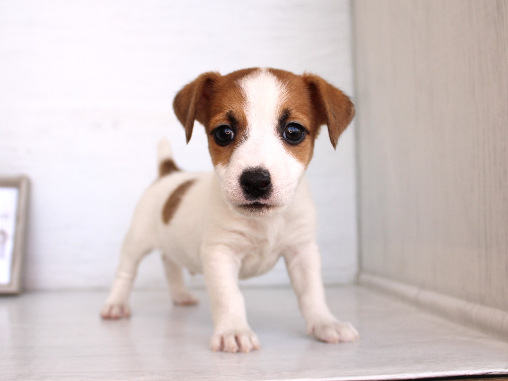 ジャックラッセルテリア26-0319