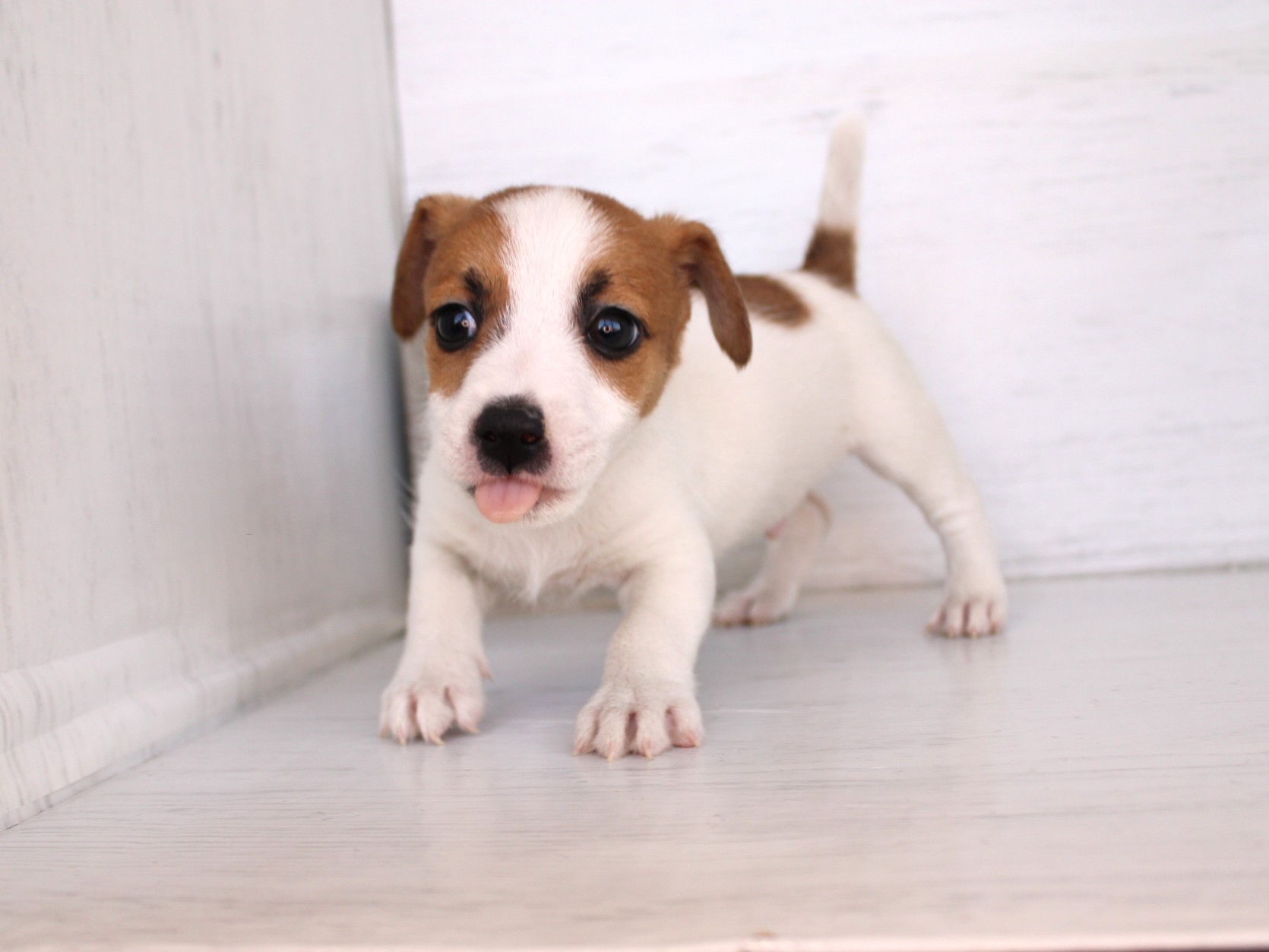 ジャックラッセルテリア26-0319