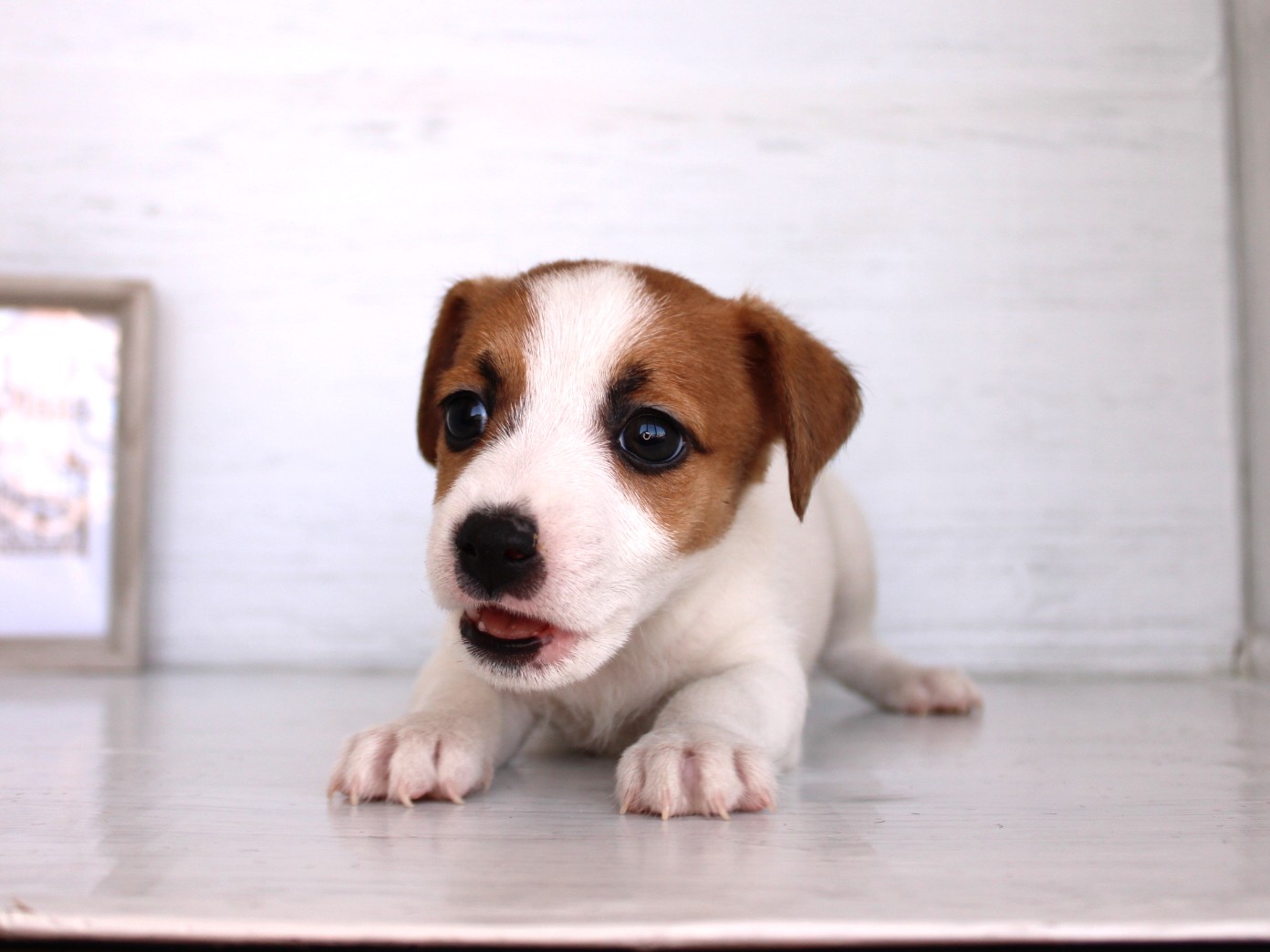 ジャックラッセルテリア26-0319