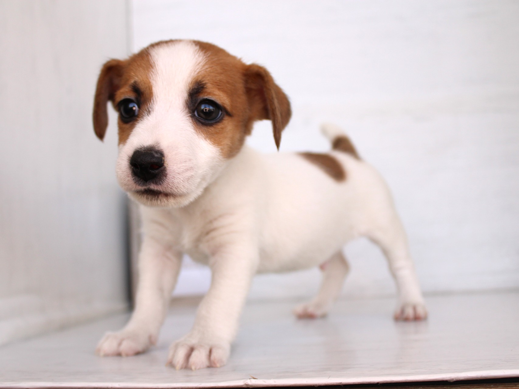 ジャックラッセルテリア26-0319