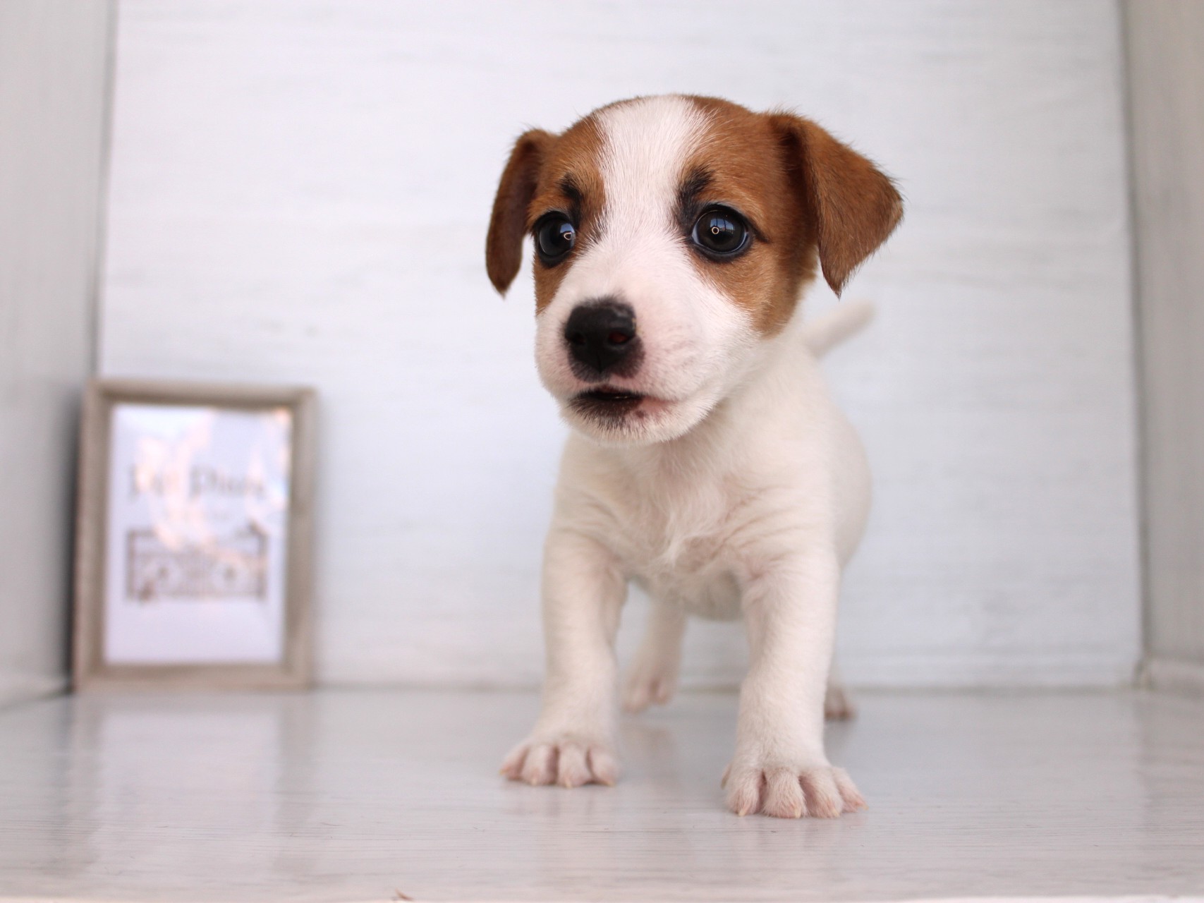 ジャックラッセルテリア26-0319