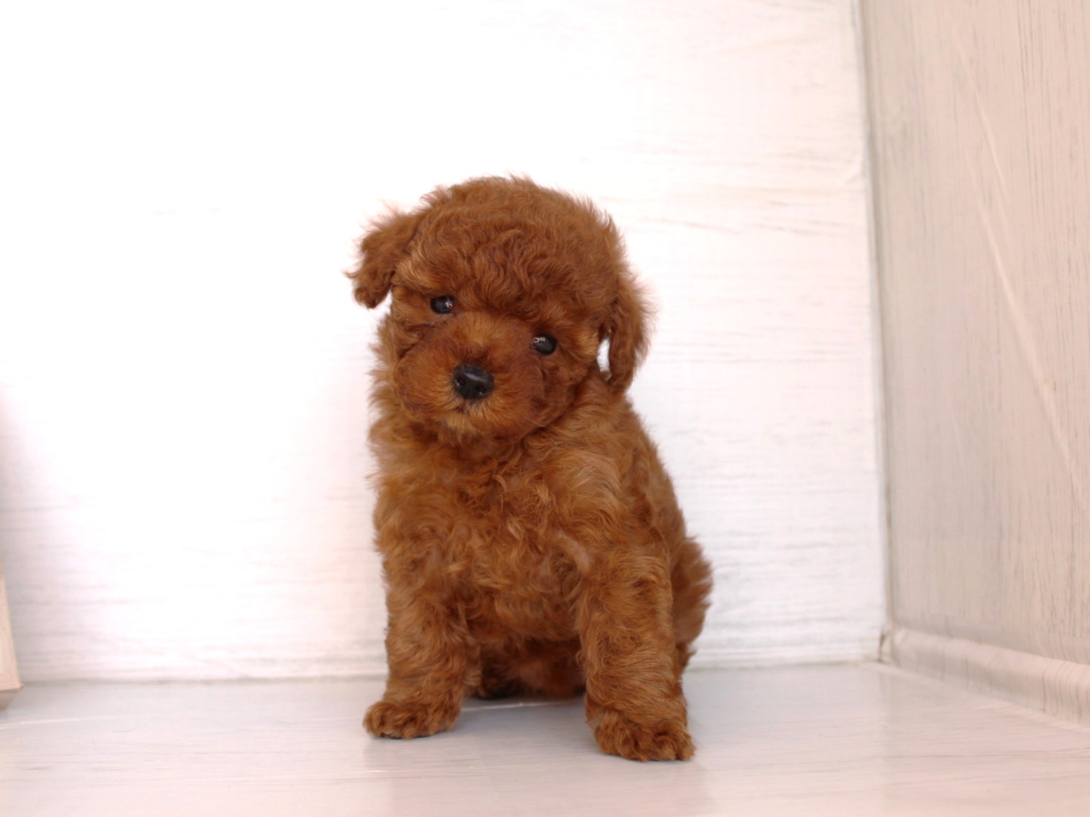 トイプードル26-0321