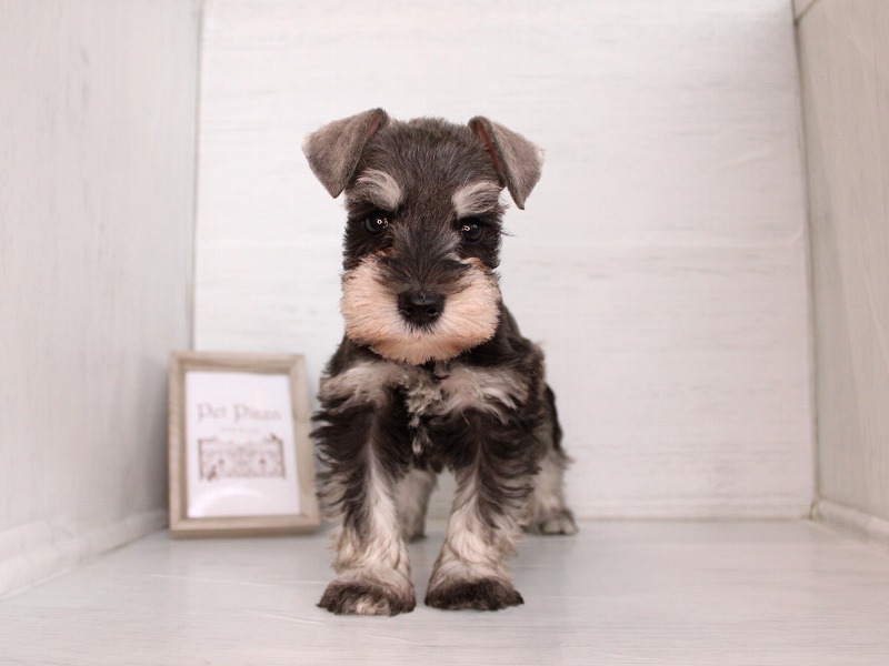 ミニチュアシュナウザー　26-0345